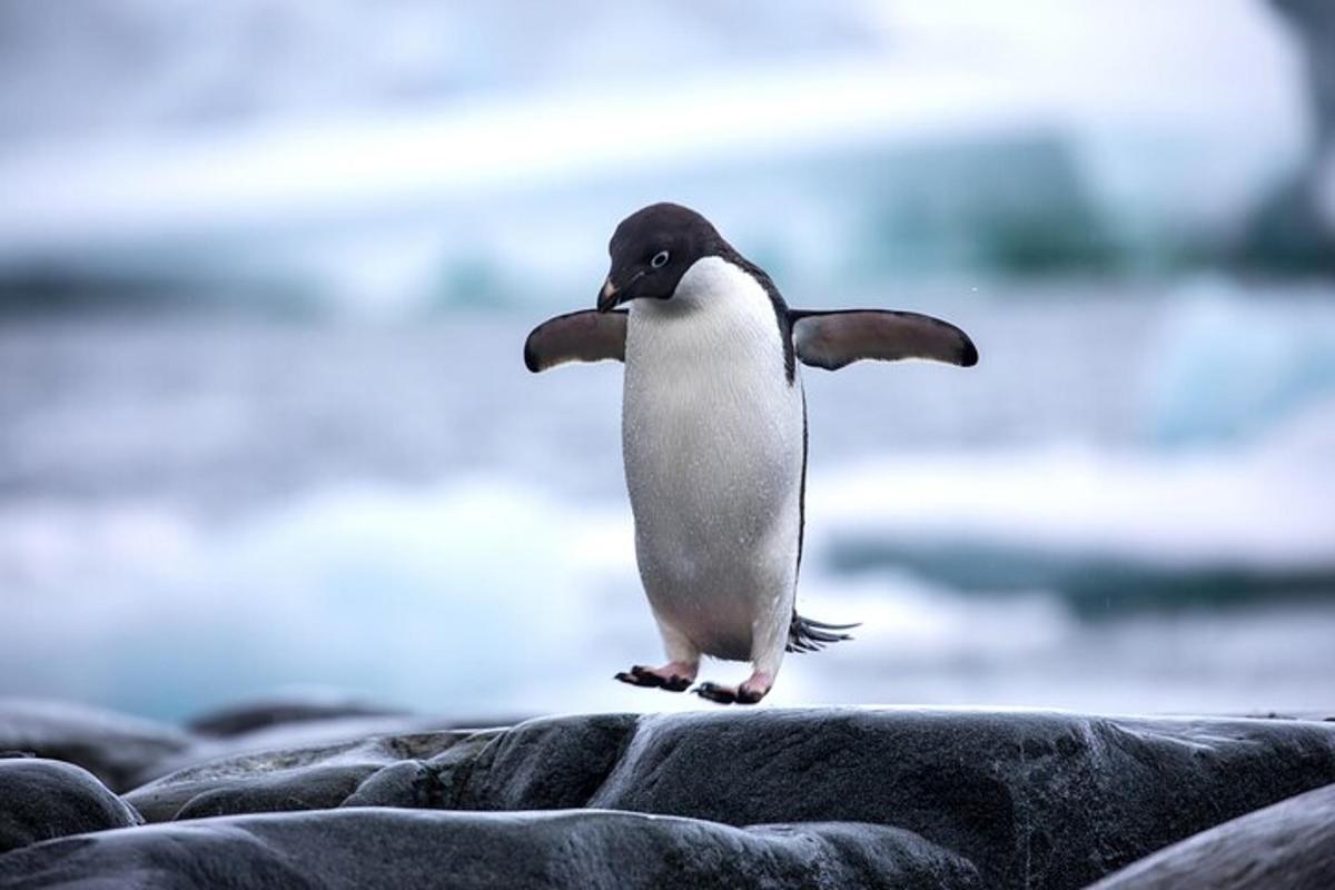 岩の上でジャンプするペンギン