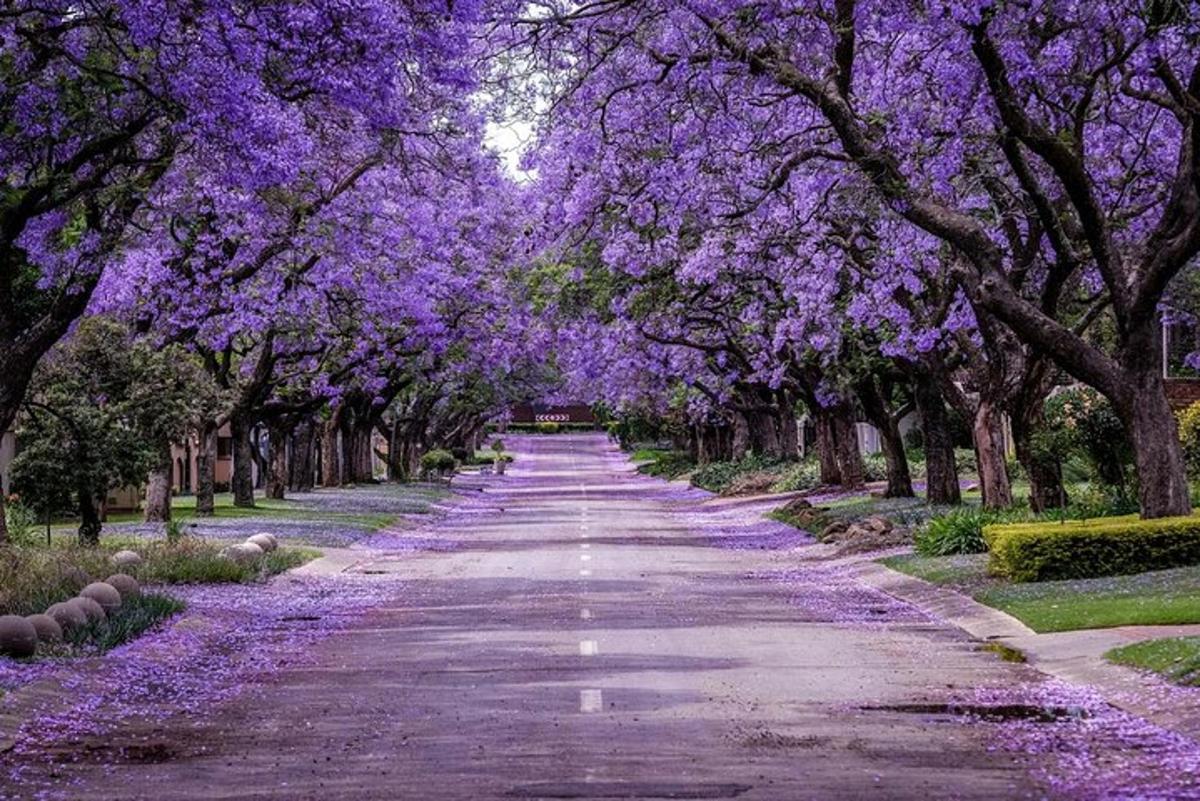 jalan yang dipenuhi dengan pokok ungu dengan bunga ungu