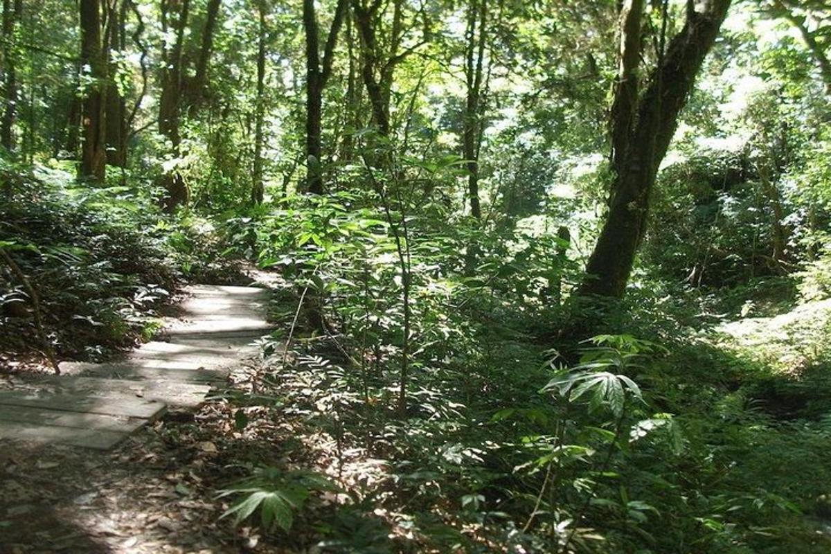 jalan di dalam hutan dengan pokok dan tumbuhan