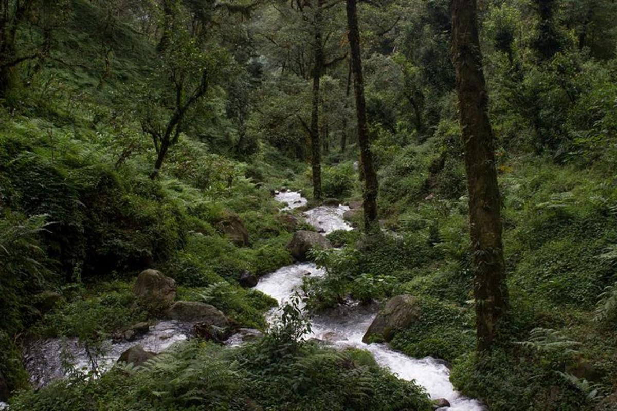 a river in the middle of a forest