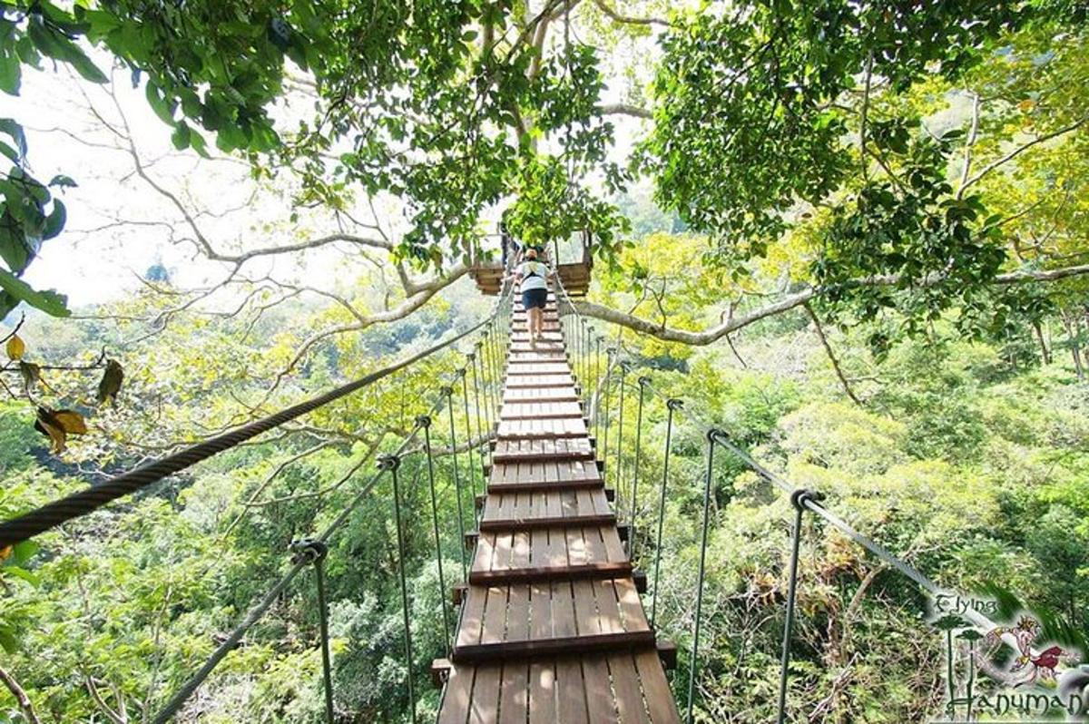 un ponte sospeso tra gli alberi della foresta