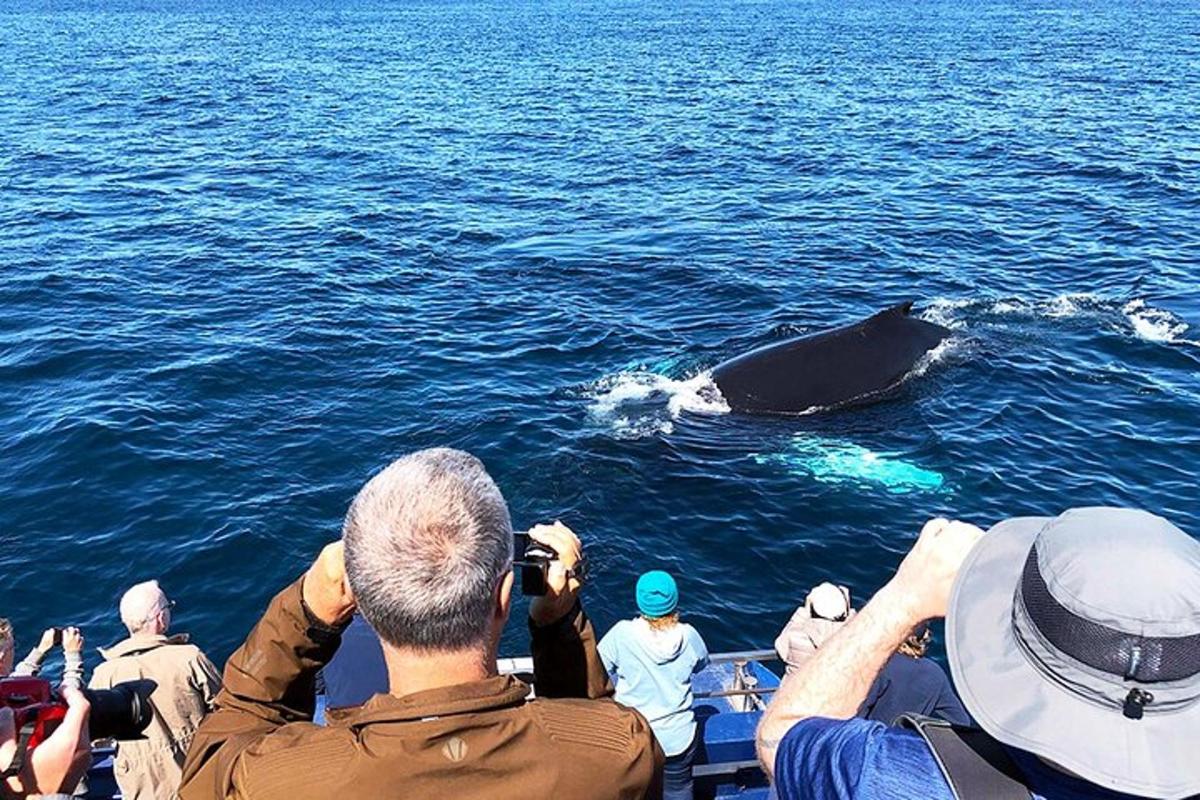 a group of people on a boat taking pictures of a whale