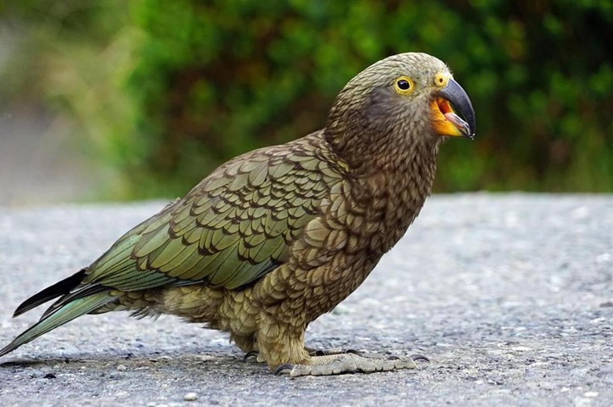 a bird with an orange beak standing on the ground