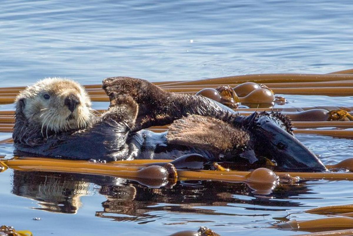 a otter swimming in the water with its head up