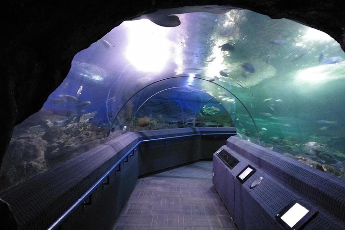 a tunnel with an aquarium with a fish in it