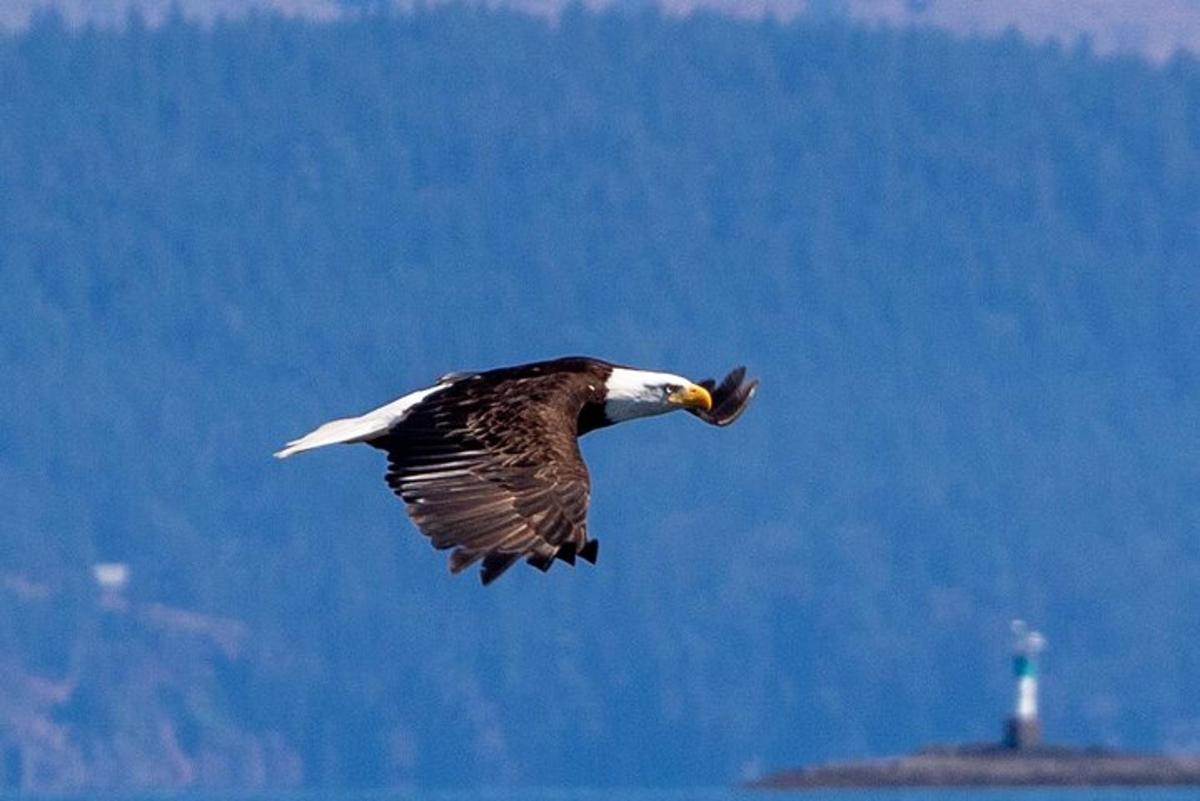 a bird flying in the sky with a lighthouse in the background