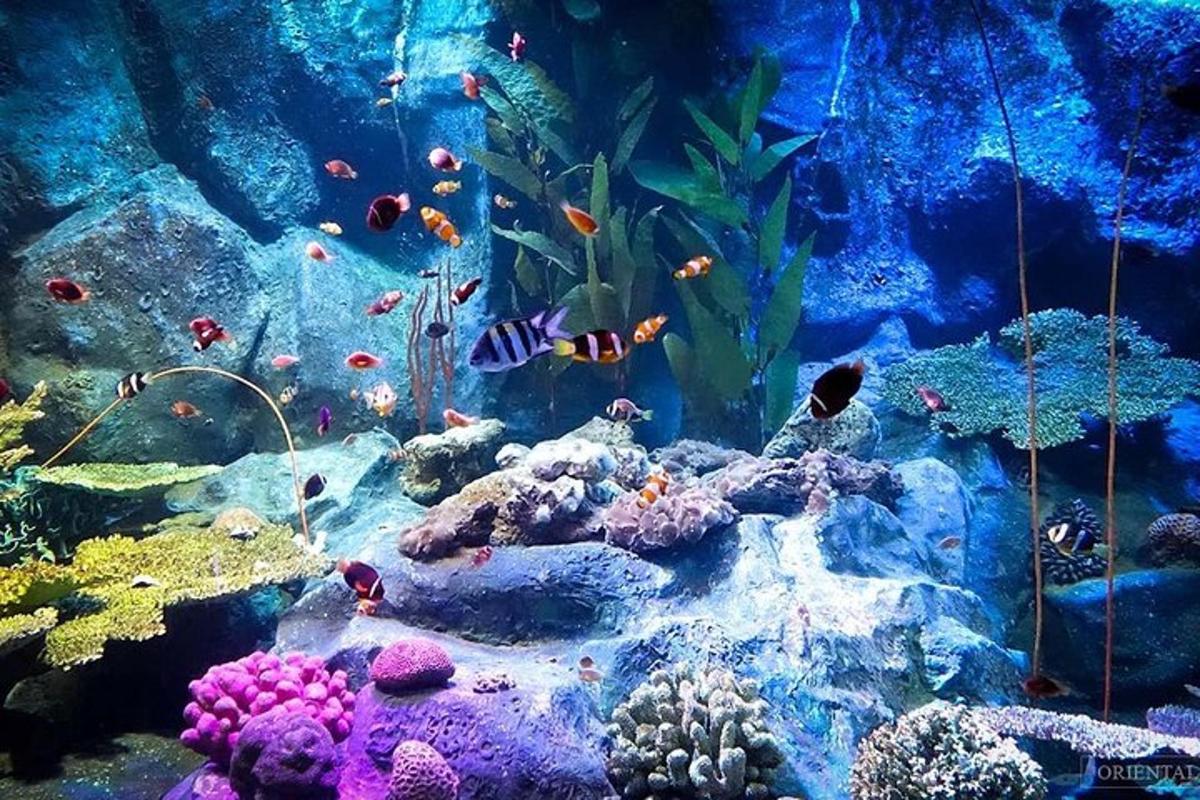 a large aquarium with many different types of fish