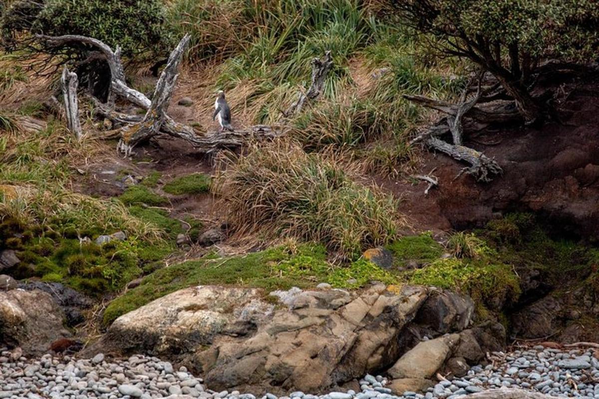 a bird is standing on a rocky hillside