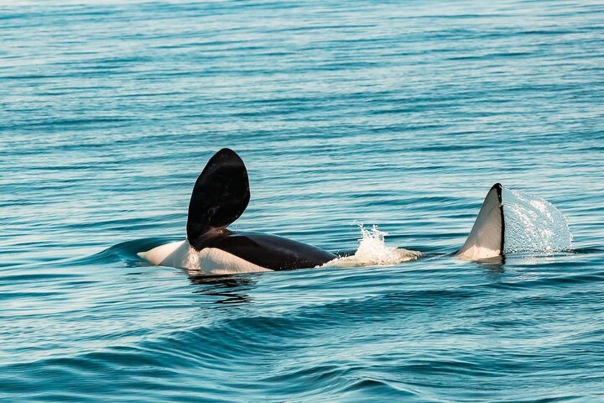 pár delfin úszik a vízben