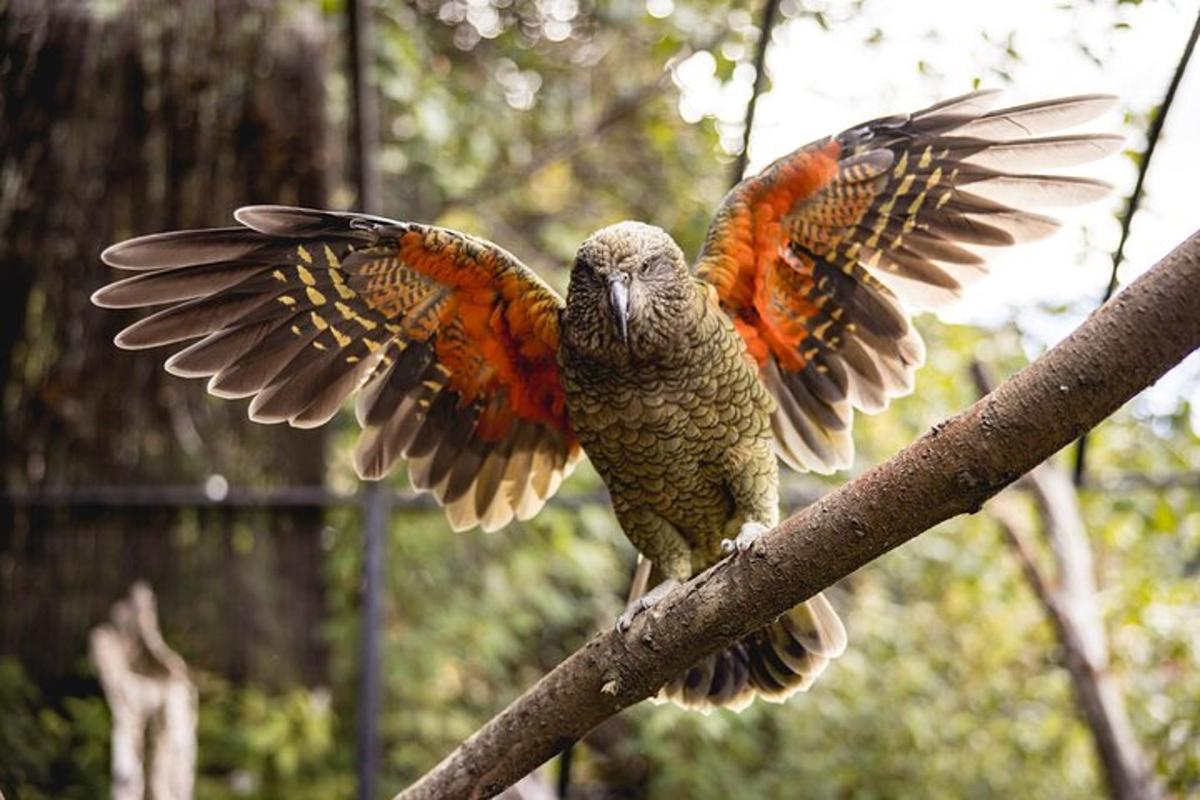 two birds are sitting on a tree branch