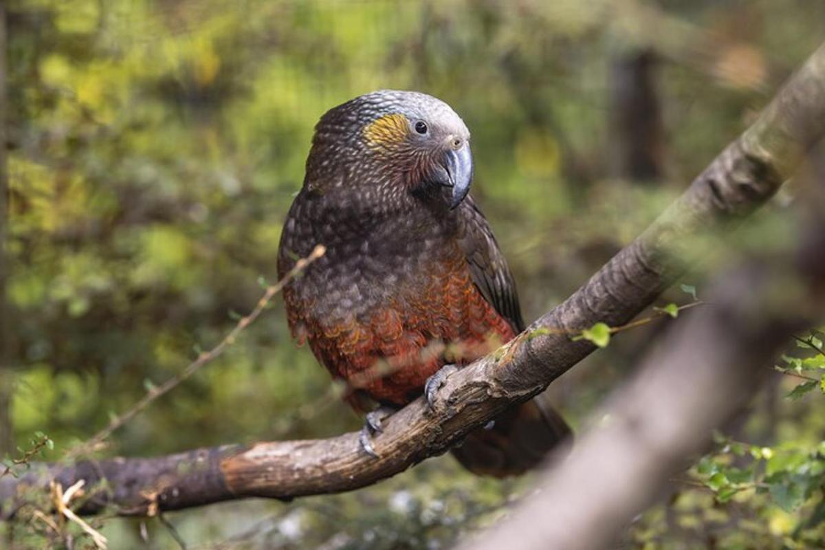 a bird is sitting on a tree branch