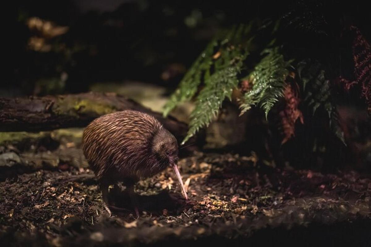 a hedgehog standing on the ground in the dirt