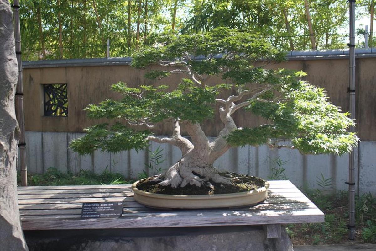 bonsai medelis, sėdintis ant stalo