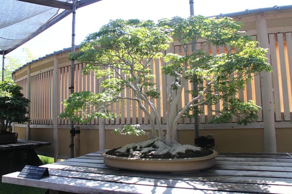 bonsai medelis, stovintis ant stalo priešais pastatą