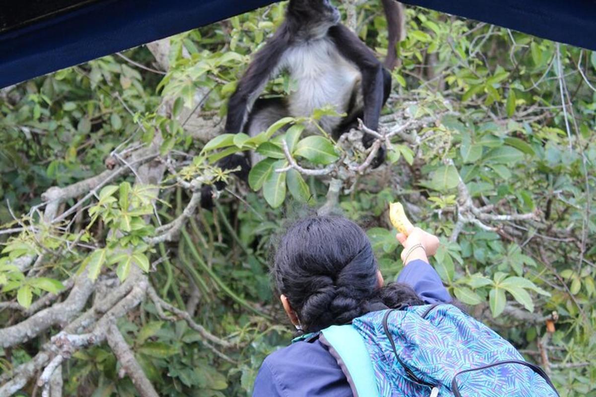 a person looking at a monkey in a tree
