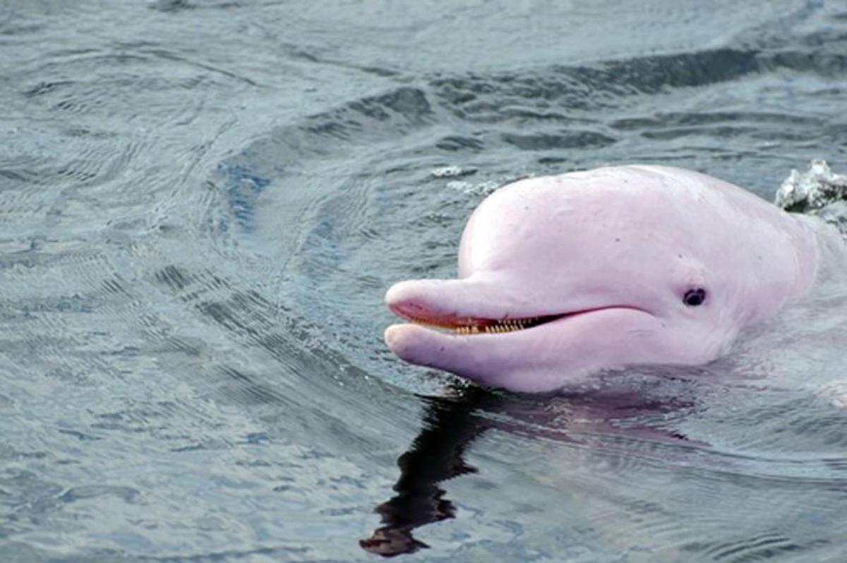 a white dolphin swimming in the water