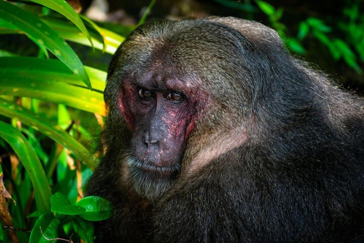 a close up of a monkey looking at the camera