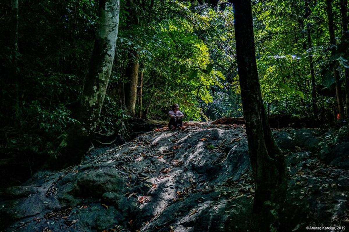 a person sitting on a rock in a forest