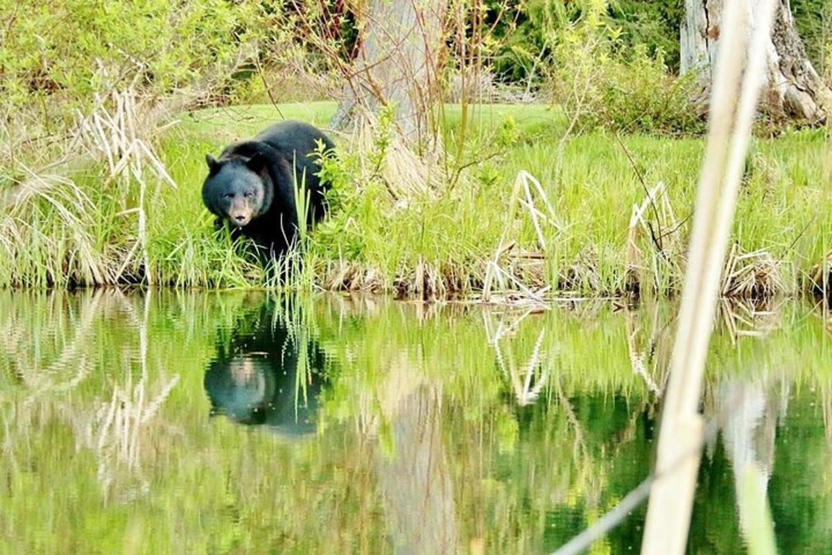 un orso nero sdraiato sull'erba vicino a uno specchio d'acqua