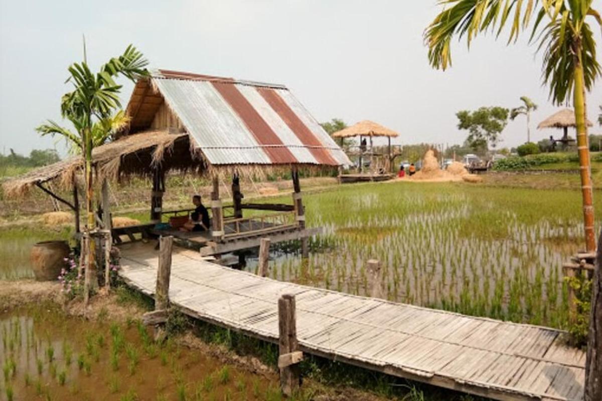 một cây cầu gỗ trong một cánh đồng lúa có một túp lều