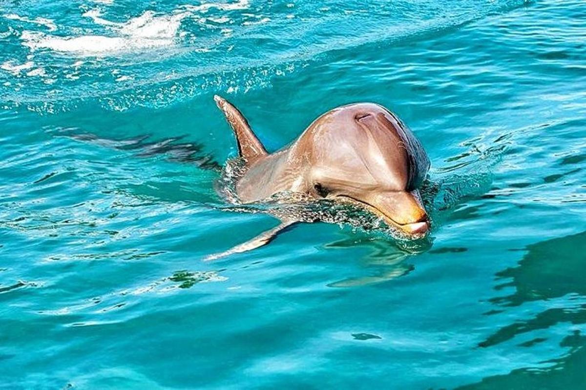 un delfin înoată în apă