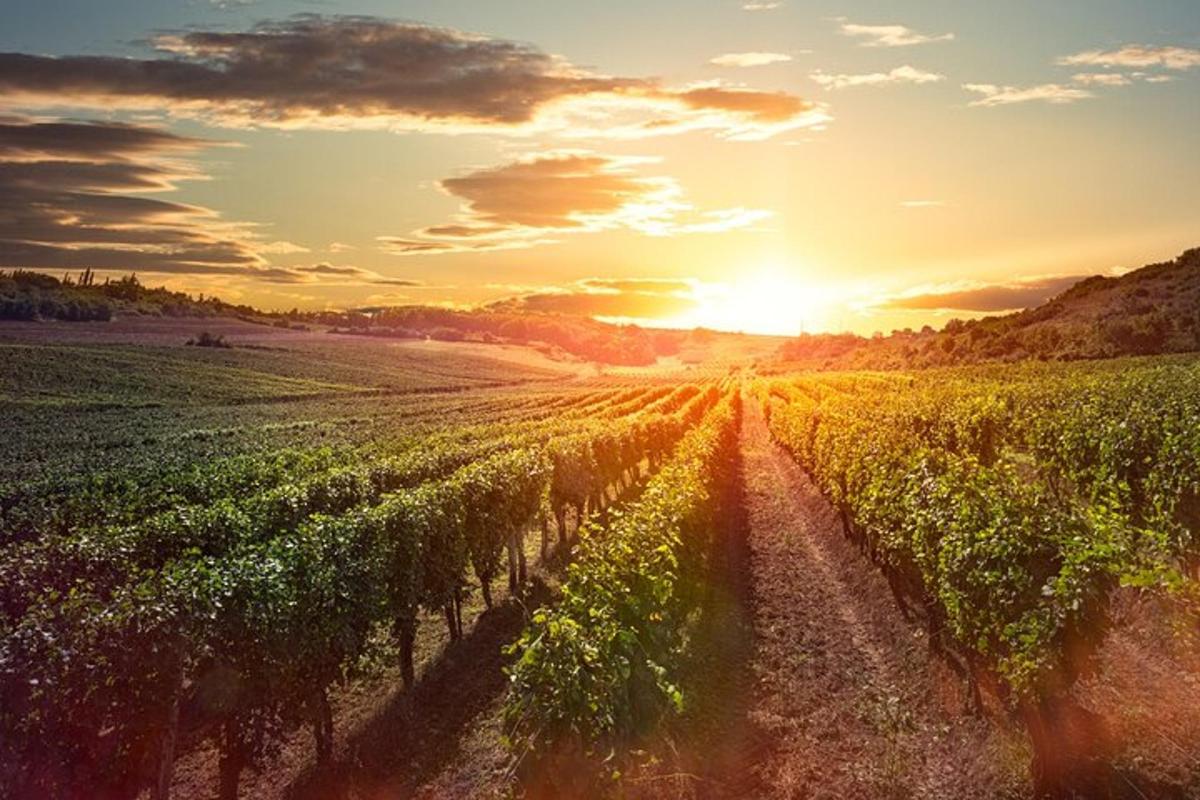 a field of vines with the sun setting in the background