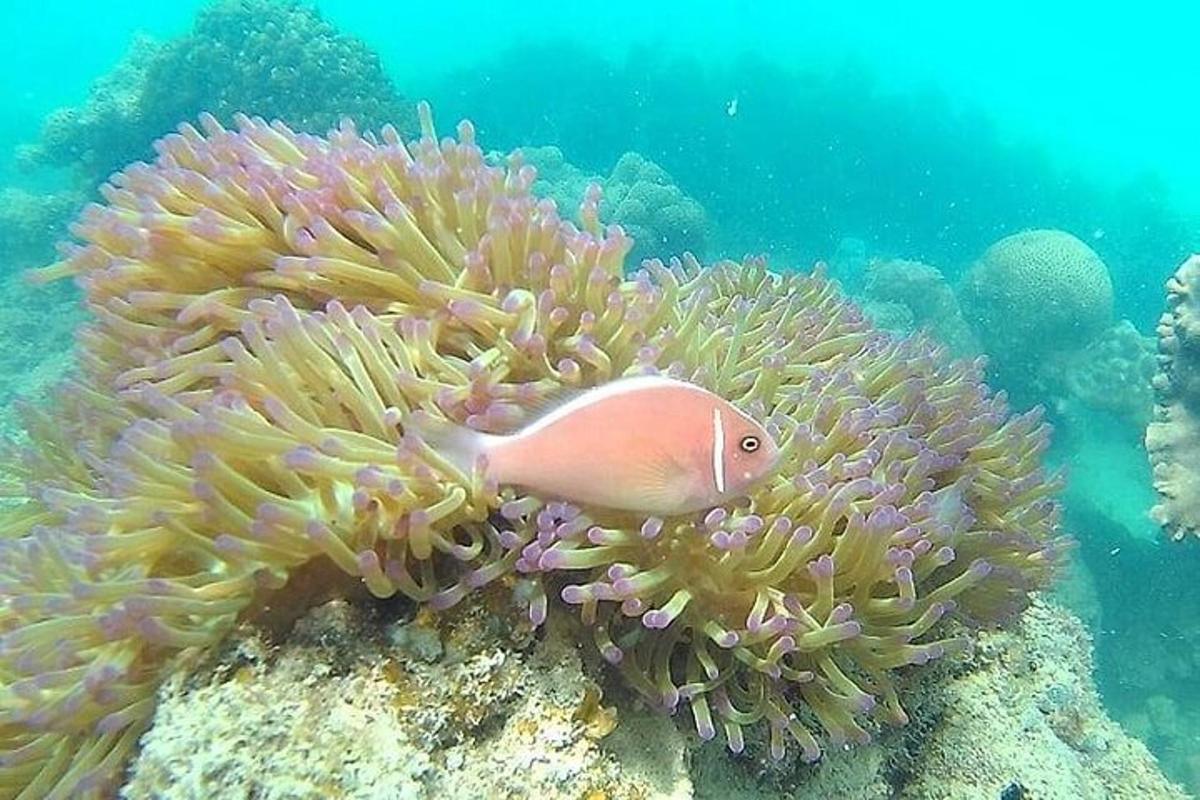 a pink fish sitting on a coral reef