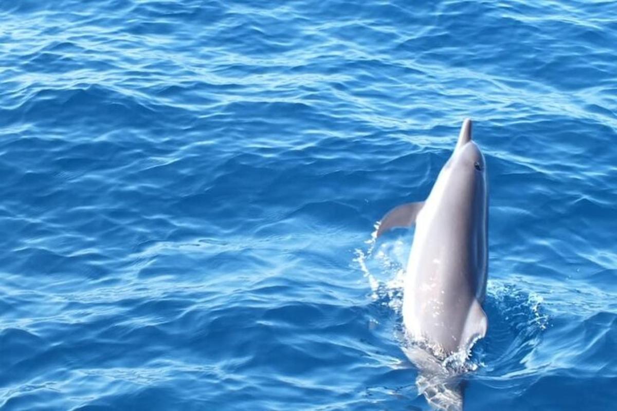 un delfín blanco nadando en el agua