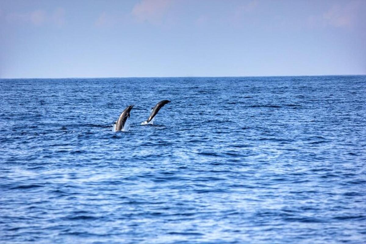 Dos delfines nadando en un cuerpo de agua
