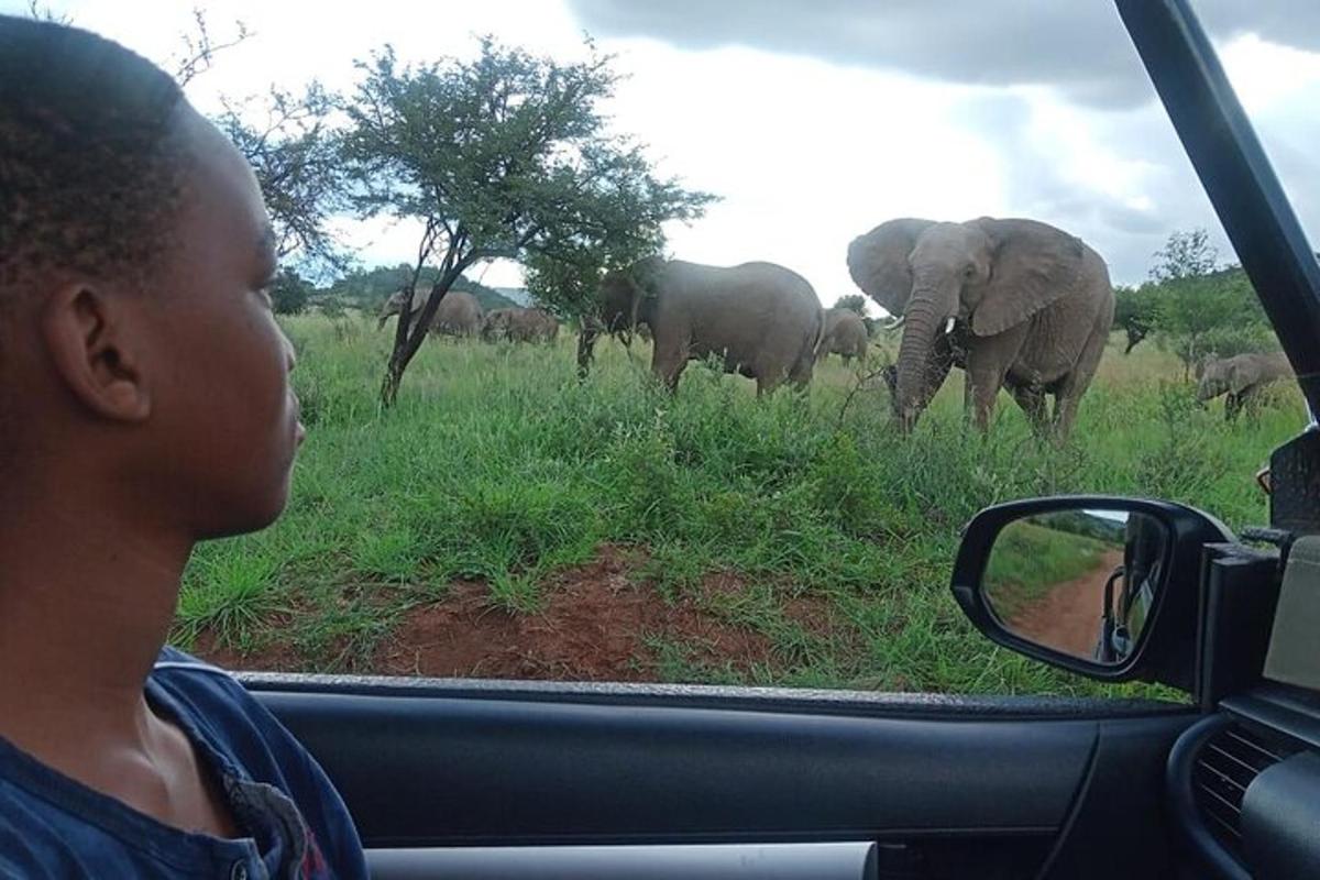 a boy looking out a car window at a herd of elephants