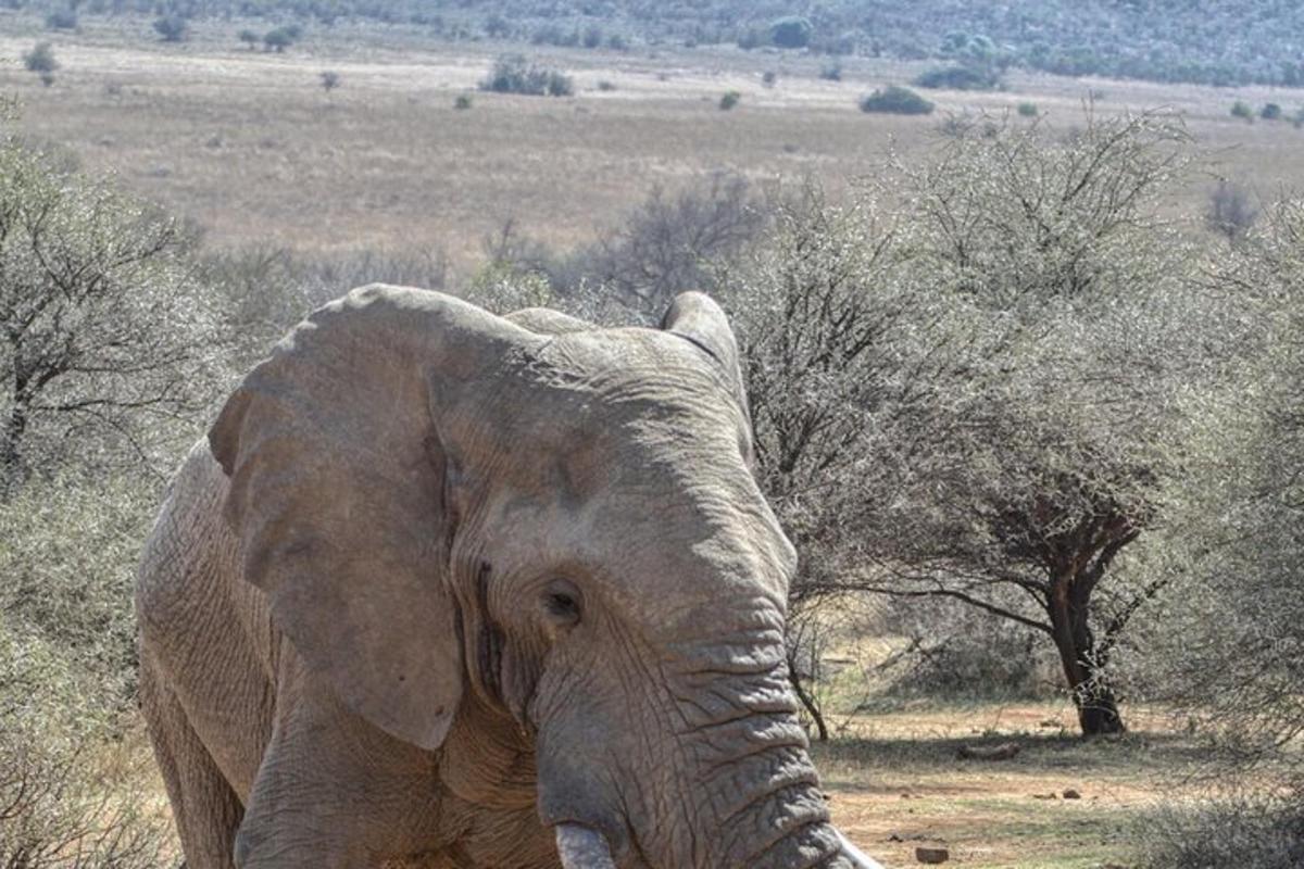 an elephant standing in the middle of a field