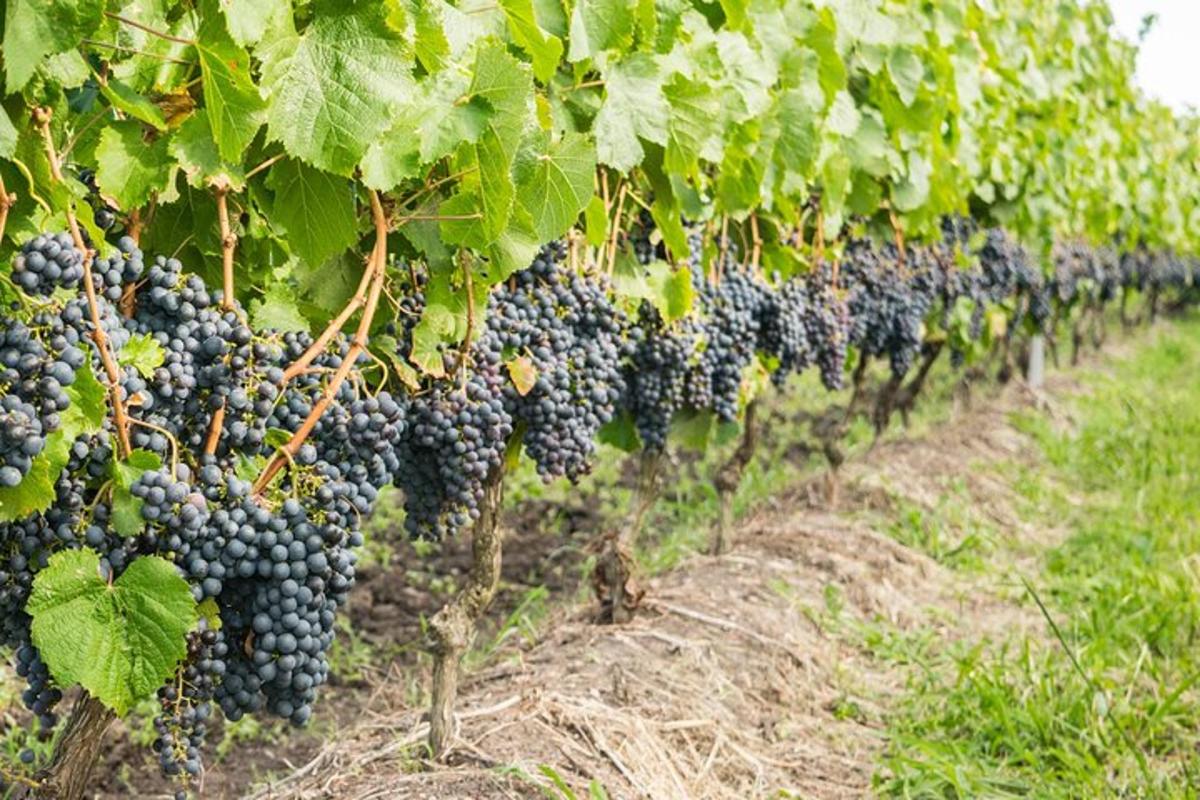 una fila di uva viola appesa in un vigneto