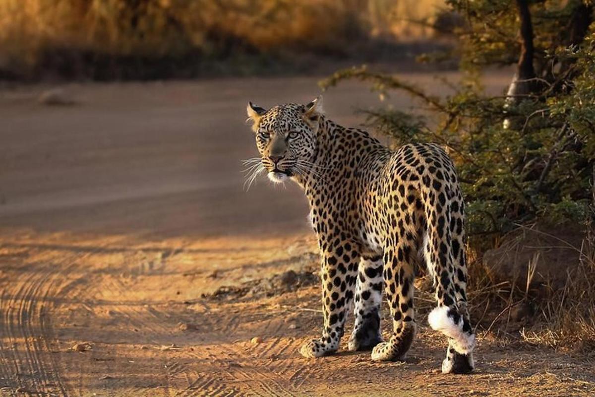 a leopard standing on the side of a road