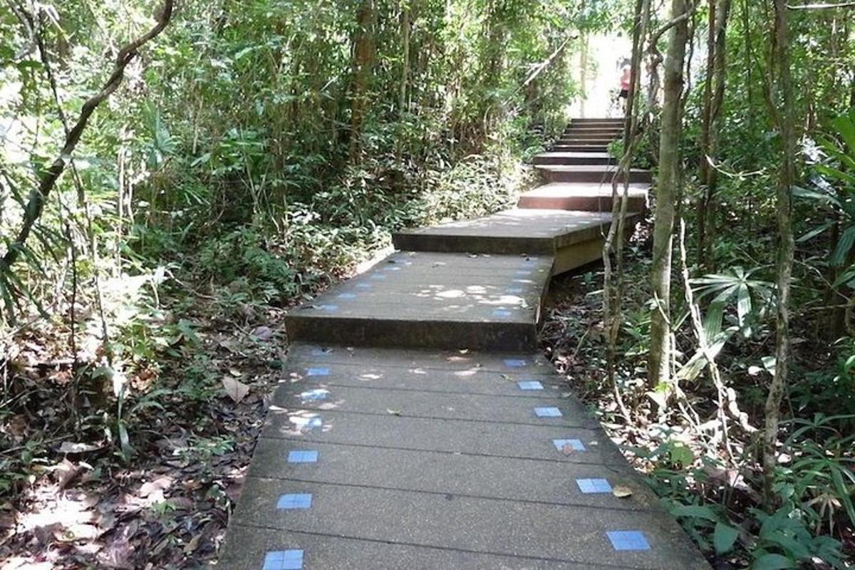 jalan di tengah-tengah hutan dengan pokok