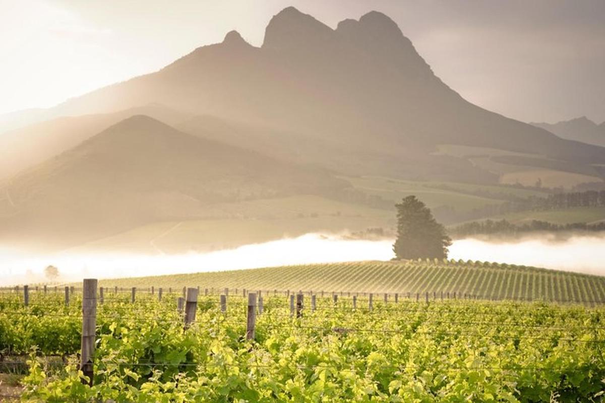a vineyard with a tree and a mountain
