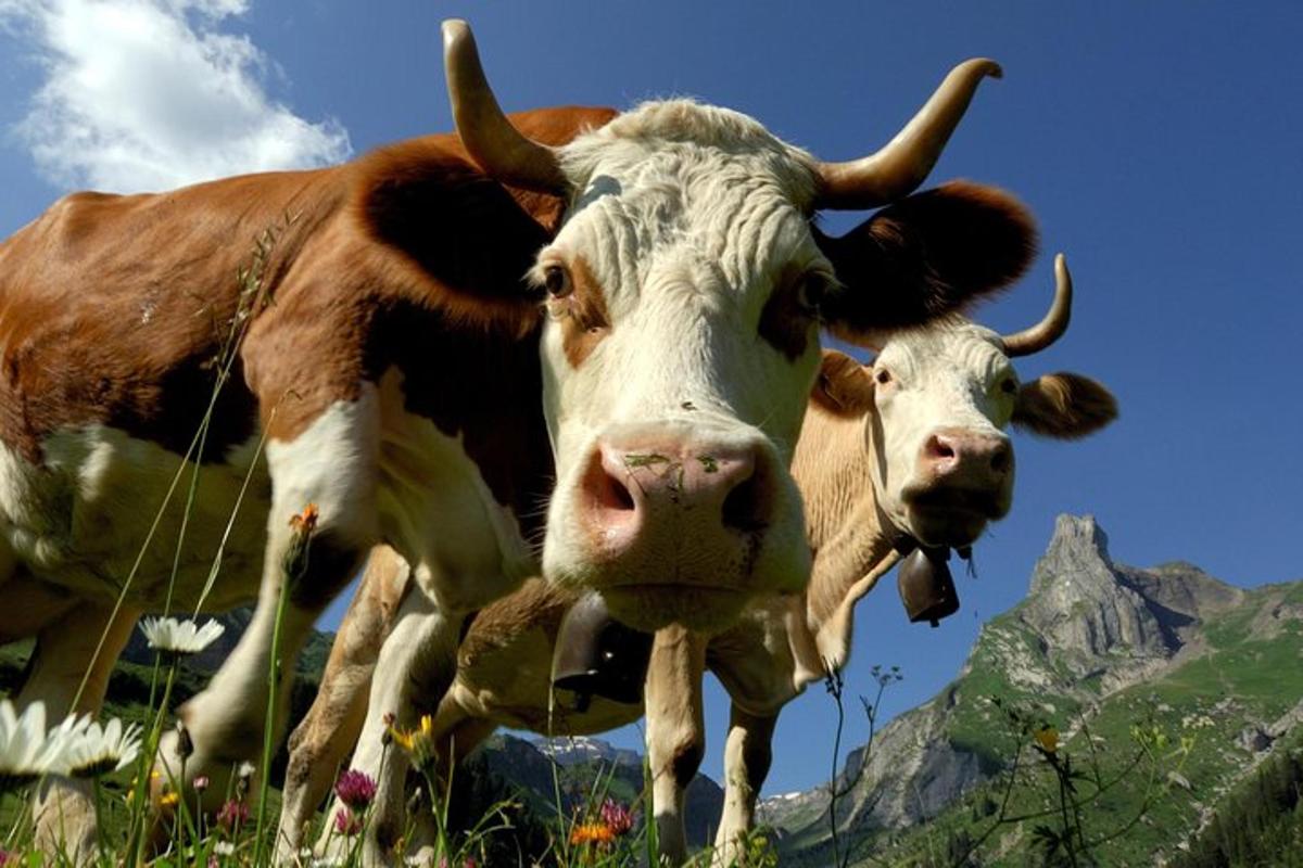 two brown and white cows standing in a field