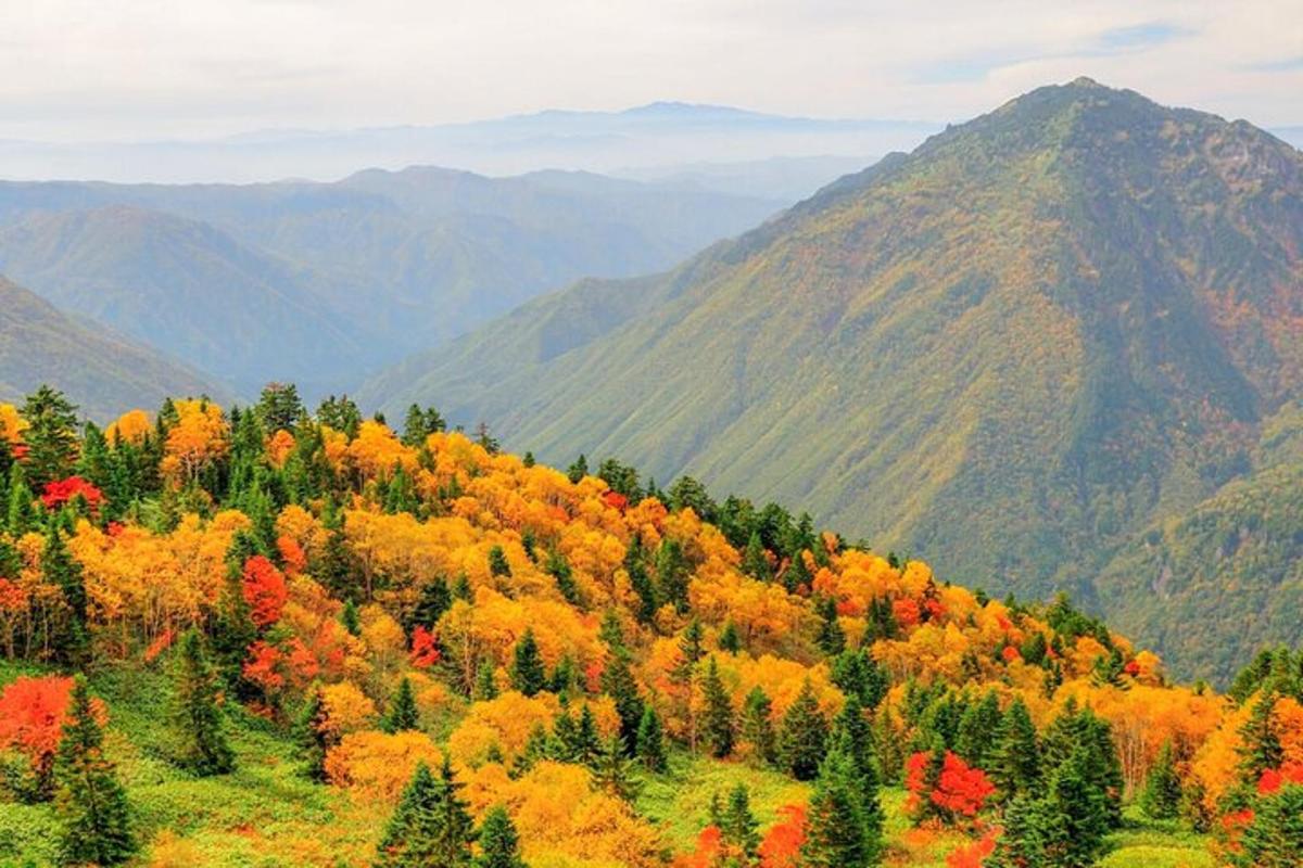 Una ladera con árboles coloridos y montañas al fondo