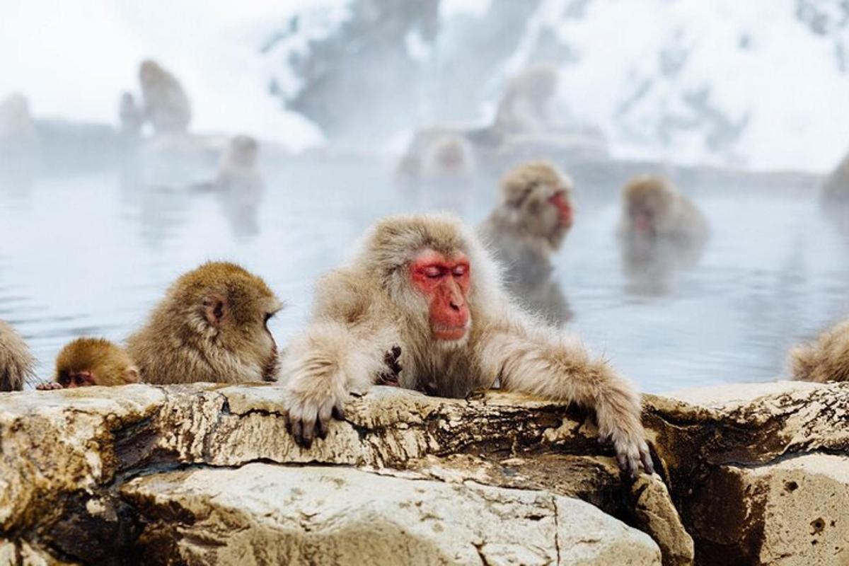 a group of monkeys sitting in a hot tub