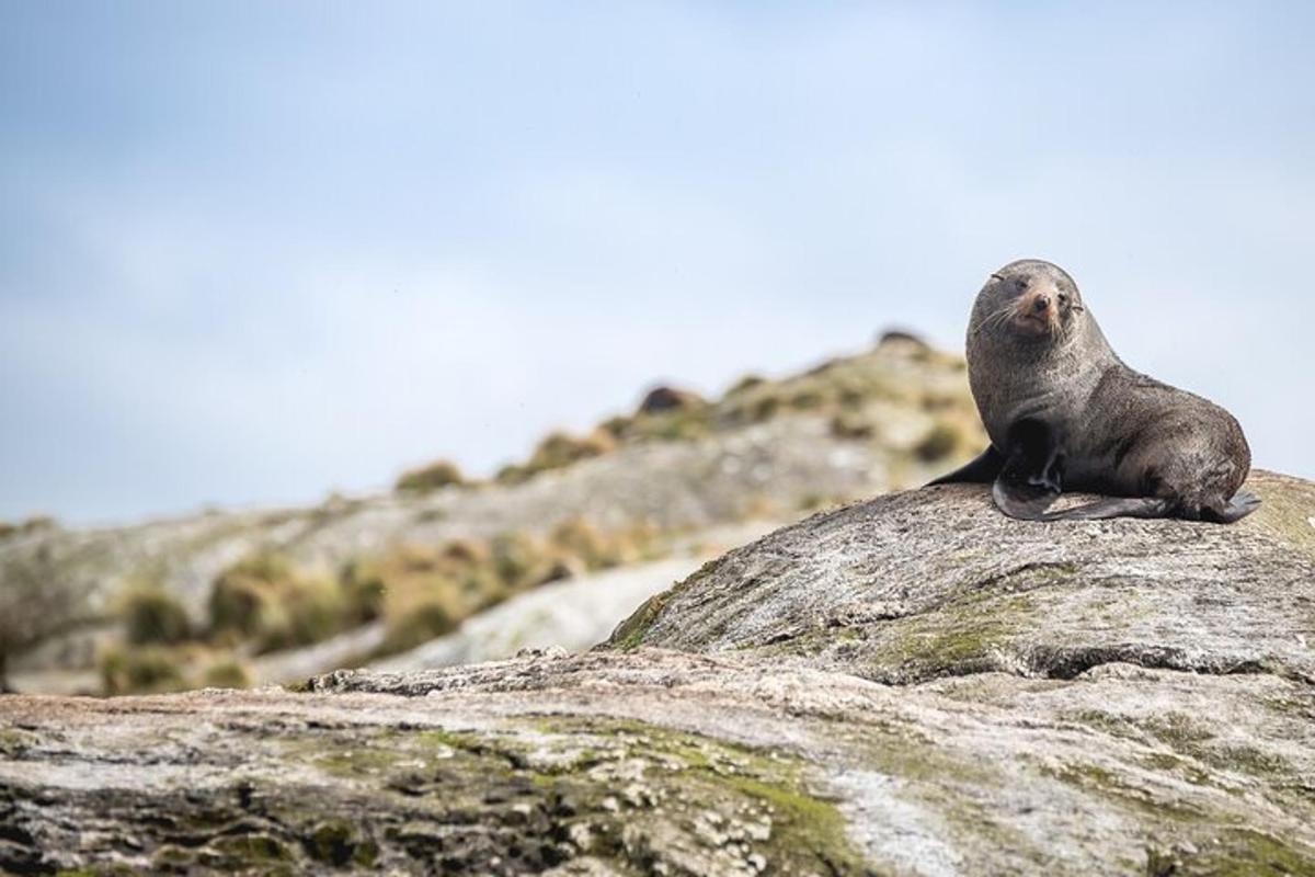 una foca seduta in cima a una roccia