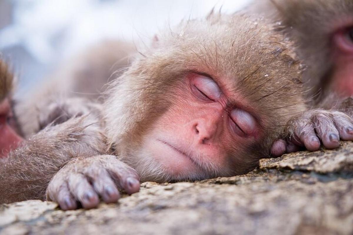 Un mono durmiendo en el suelo con los ojos cerrados.
