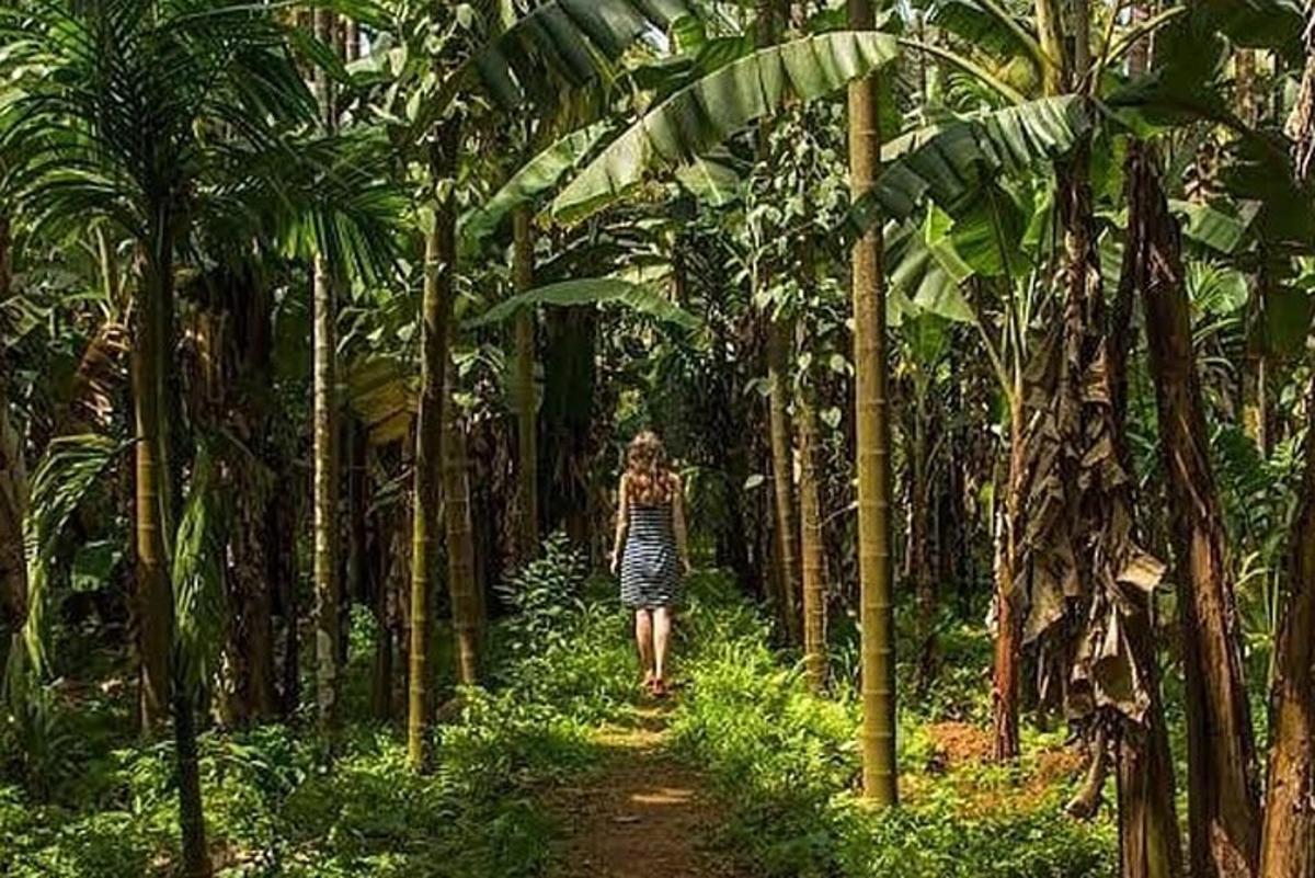 seorang wanita berjalan di jalan di ladang pisang