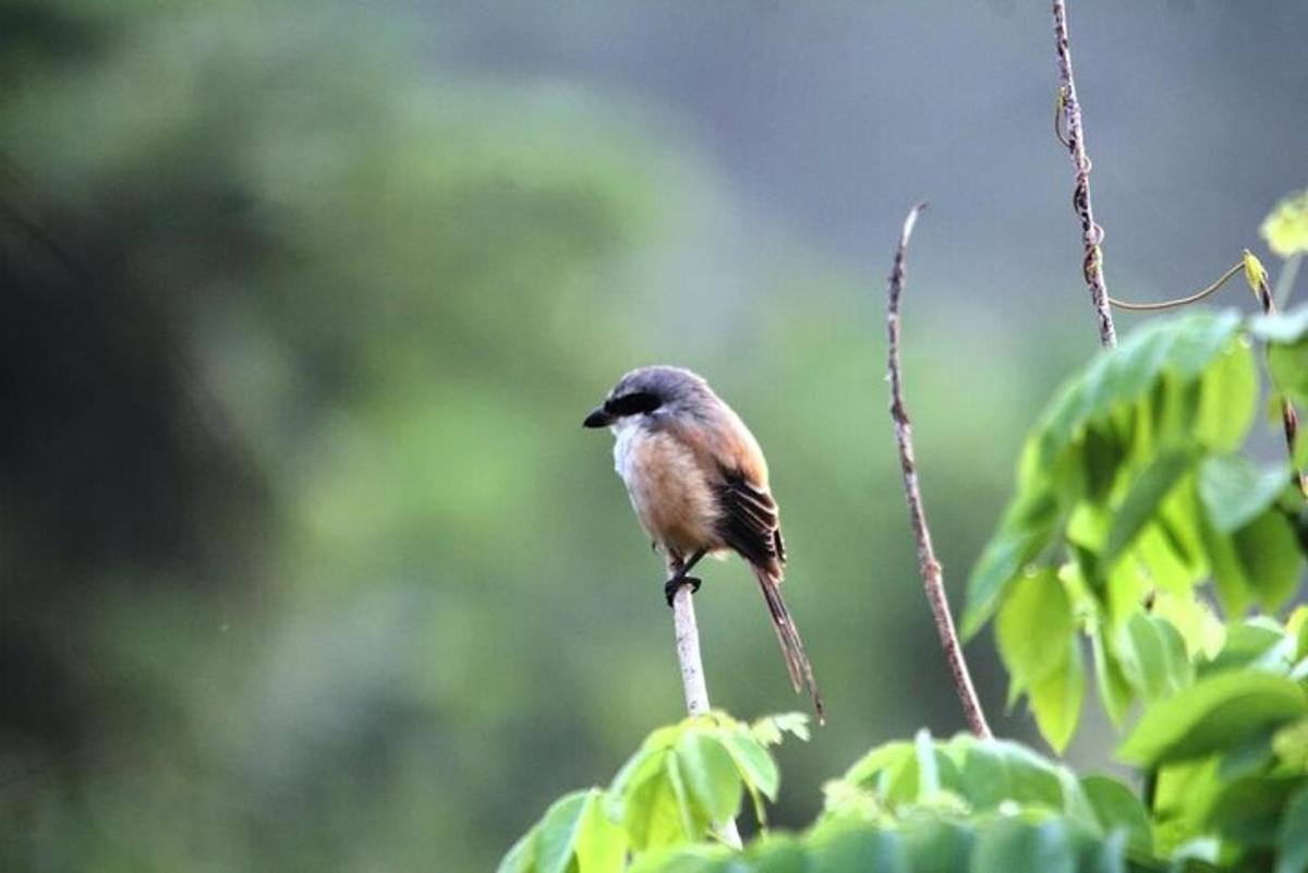 seekor burung kecil hinggap di dahan pokok