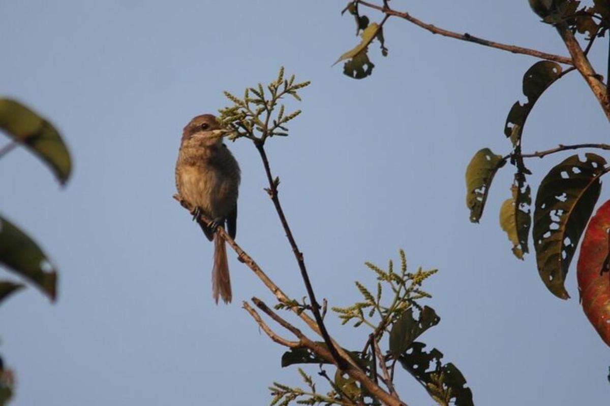 seekor burung hinggap di atas dahan pokok