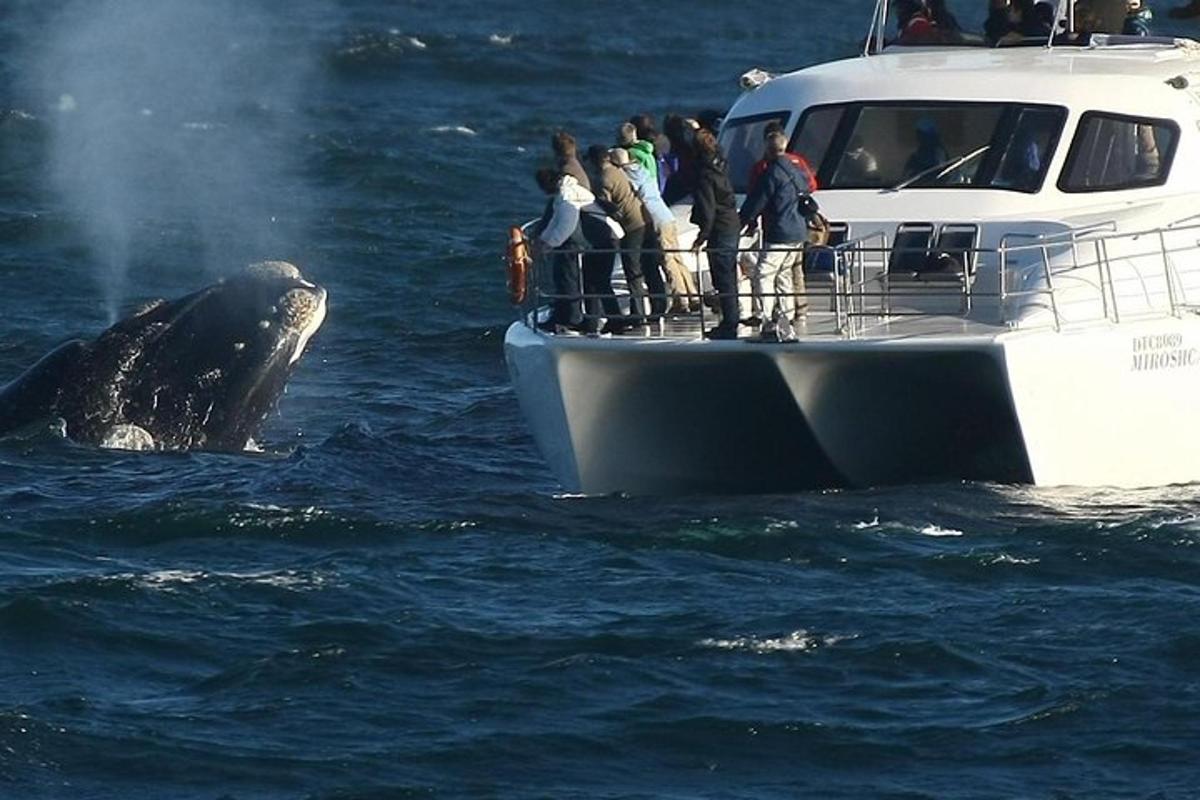 um grupo de pessoas em um barco com uma baleia na água