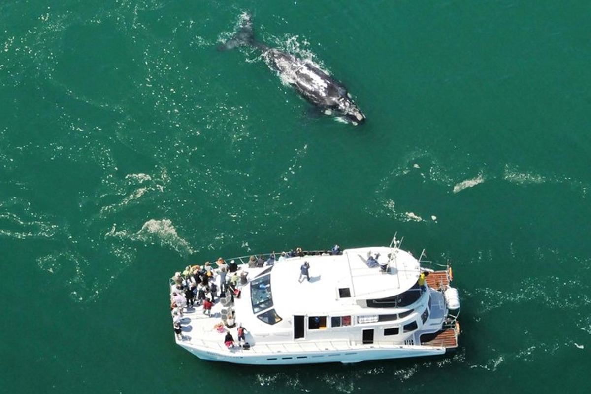 um grupo de pessoas em um barco na água com baleias