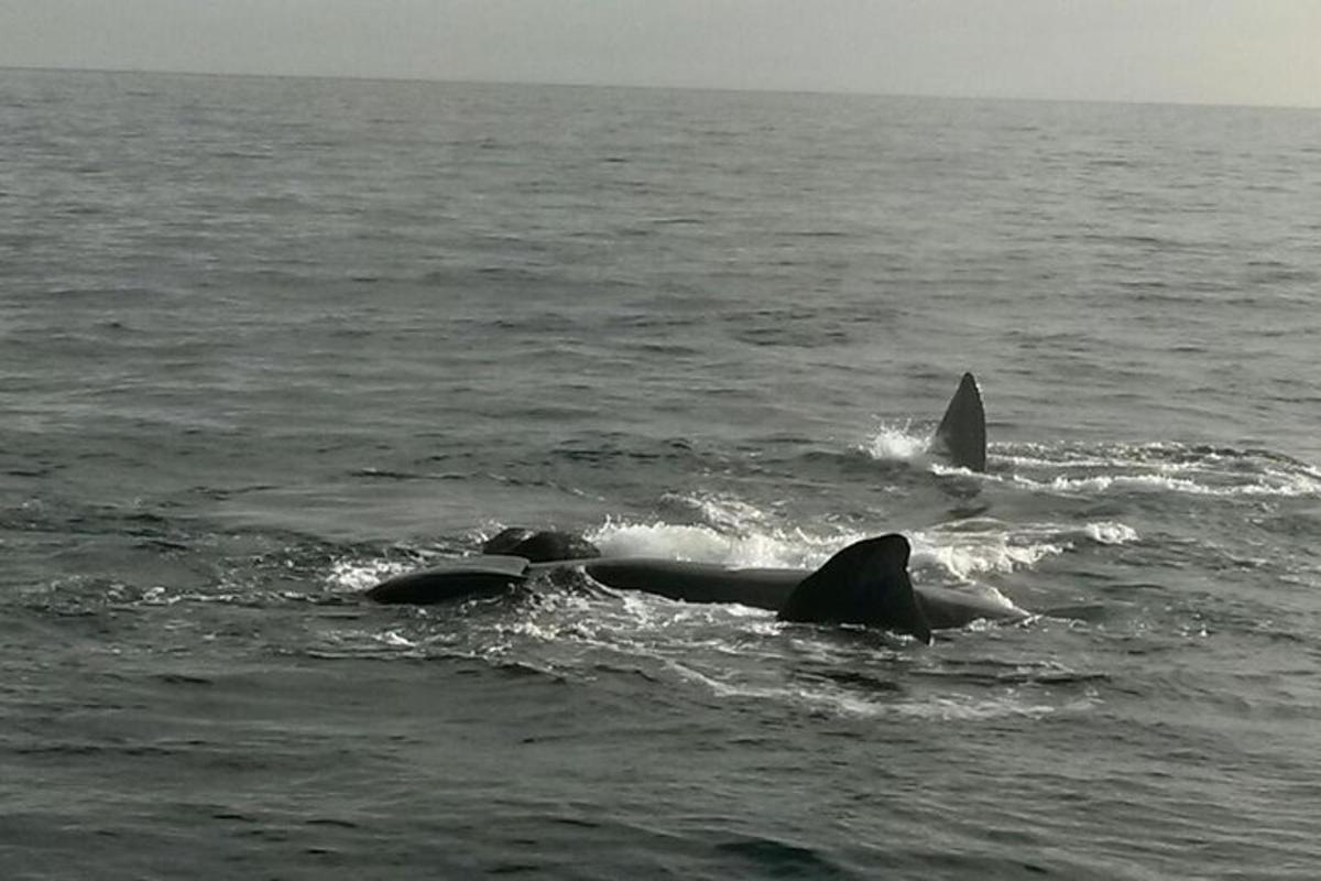 um grupo de três golfinhos nadando no oceano