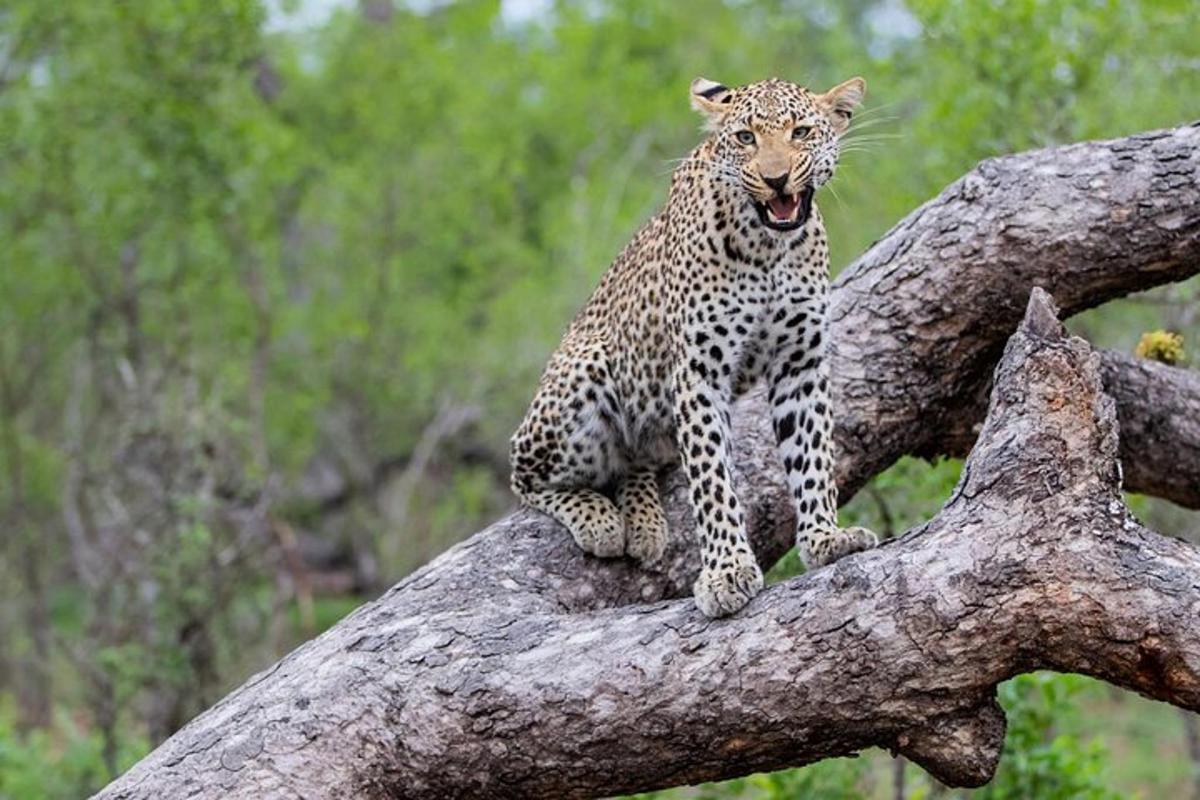 en leopard som sitter på toppen av en tregren