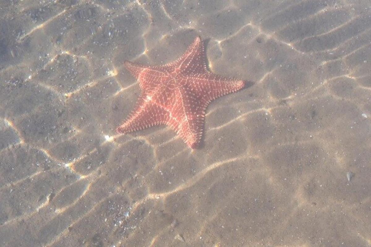 две морски звезди, лежащи на пясъка във водата