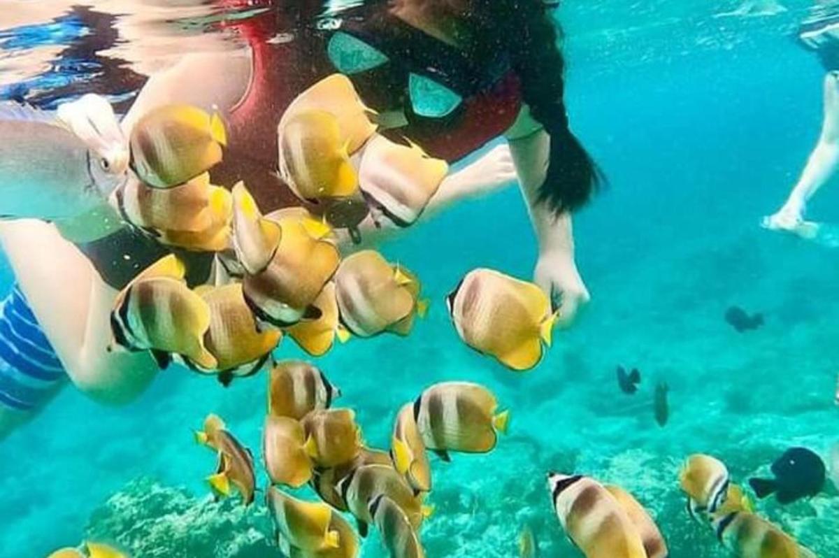 seorang wanita berenang di dalam air bersama ikan