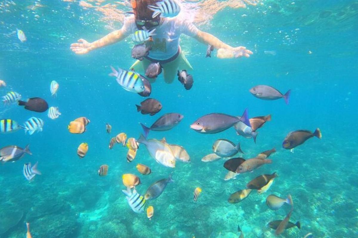 seorang wanita di dalam air bersama sekumpulan ikan